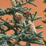 Abies pinsapo Fruit