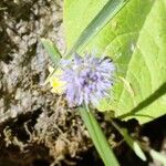 Jasione maritima Flor
