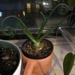 Albuca spiralis Folha