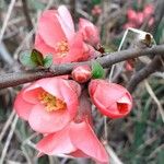 Chaenomeles japonica Çiçek
