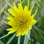 Tragopogon dubiusKwiat