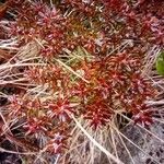 Sedum cespitosum Yaprak