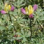 Lupinus stiversii 整株植物