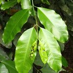 Picralima nitida Hoja