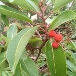 Arbutus andrachne Fruit