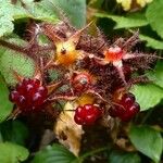 Rubus phoenicolasius Frucht