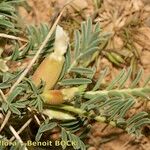 Astragalus armatus Altres