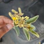 Waltheria indicaFlower