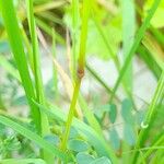 Bromus tectorum Kora