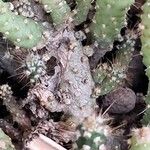 Tephrocactus verschaffeltii Rinde