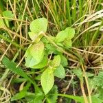 Salix hastataFolha