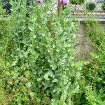 Papaver somniferum Plante entière