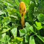 Orobanche flava Flower
