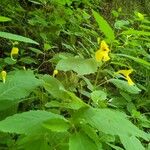 Impatiens noli-tangere Blüte