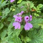 Pelargonium quercifoliumŽiedas