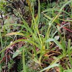 Carex uncinioides 整株植物