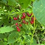 Actaea rubra फल