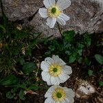 Ranunculus alpestris花