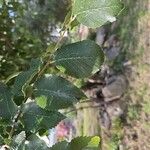 Ulmus pumila Листок