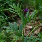 Lathyrus vivantii Mosusu