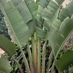 Strelitzia nicolai Φύλλο