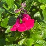 Salvia microphyllaΛουλούδι