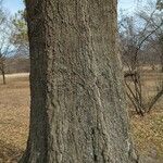 Quercus falcata Bark