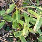 Veronica bachofenii Hoja