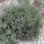 Globularia alypum Συνήθη χαρακτηριστικά