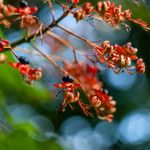 Clerodendrum japonicum Fruto