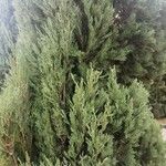 Juniperus horizontalis葉