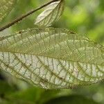 Cordia nodosa Blatt