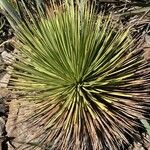 Agave stricta ഇല