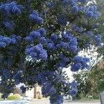 Ceanothus arboreus ফুল