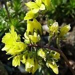 Draba corrugata