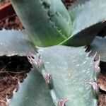 Agave asperrima Leaf