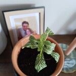 Fittonia albivenis Folha