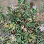 Centaurea pullata Habitus