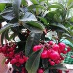 Ardisia crenata برگ