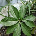 Amorphophallus muelleri Foglia