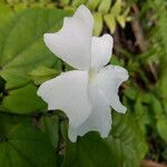 Thunbergia laevis ᱵᱟᱦᱟ