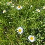 Anthemis ruthenica Fleur