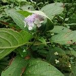 Hydrangea involucrata Flower