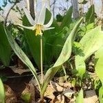 Erythronium albidum Květ