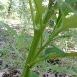 Lactuca biennis Bark
