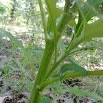 Lactuca biennis Azala