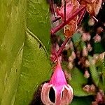 Sterculia monosperma 花