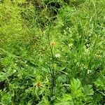 Allium vineale Habitat