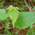 Sida glabra Leaf