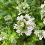 Pycnanthemum verticillatum Blüte